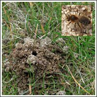 Mining bees