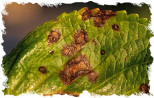 anthracnose
