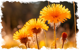 autumn-hawkbit