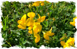 birds-foot-trefoil