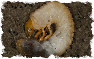 chafer-grubs-2