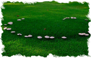 fairy-rings