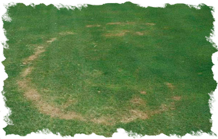 Superficial Fairy Ring [Basidiomycetes spp]