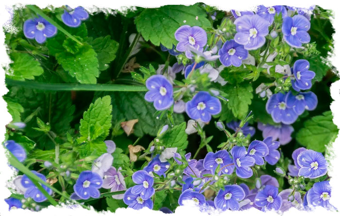 Germander Speedwell [Veronica chamaedrys]