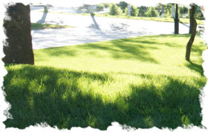 fertiliser