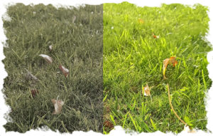 grasspaint