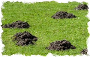 mole