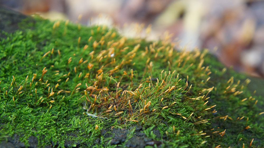 moss2