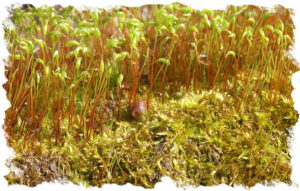 moss3