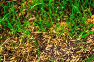 seedlings2